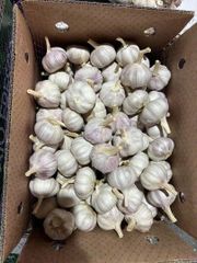 Fresh Garlic – product photo 2, product detail gallery